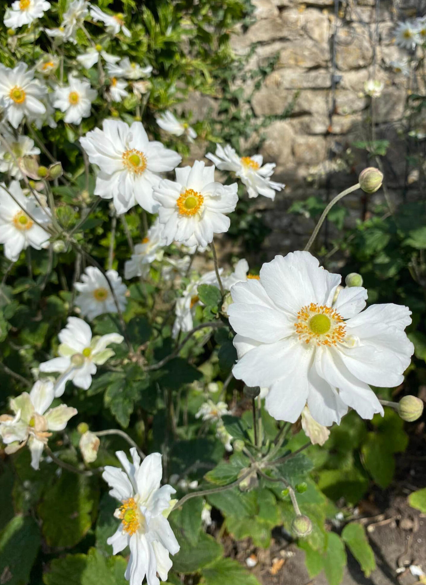 Wildlife friendly gardening
